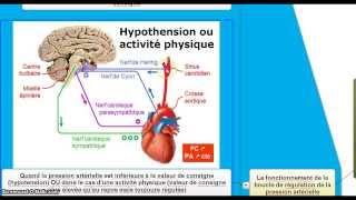 Le contrôle de la fréquence cardiaque et la régulation de la pression artérielle [upl. by Fish911]