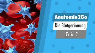 Anatomie 2go  Die Blutgerinnung Teil 13 kurz erklärt [upl. by Blas]