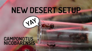 Upgrading my Camponotus Nicobarensis [upl. by Noirret]