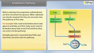 Amphibolic Pathway  Respiration in Plants  Biology  Class 11th  iPrep [upl. by Stoughton993]