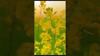 Saraon plant Brassica campestris shortvideo photography viralshorts sunset [upl. by Marchall845]