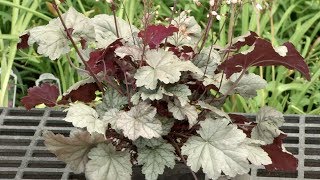 Prairie Yard amp Garden Can You Say Heuchera [upl. by Onitnas]