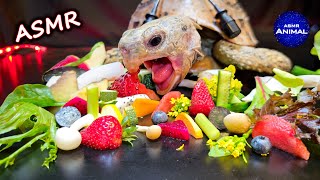 Satisfying ASMR Mukbang Eating Food 🐢 Turtle Tortoise 160 [upl. by Farica]