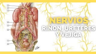 ✅NERVIOS DE LOS RIÑONES URETERES Y VEJIGA  Anatomia en Enfermeria [upl. by Eiramanitsirhc]