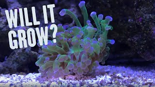 DIY Refugium Build on a 3 Gallon Pico Reef Tank [upl. by Aztilem107]