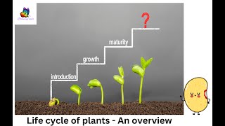 Life cycle of plants youtube [upl. by Nolos779]