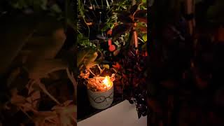 Celebrating the festival of lights with my plant buddies 🌿🪔 DiwaliVibes GreenDiwali PlantLove [upl. by Zandt]