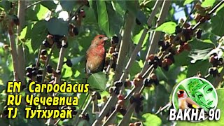 Carpodacus erythrinus Таджикиский Чечевица Тутхурак [upl. by Renee]