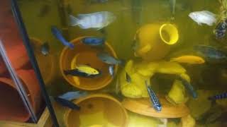 50 gallon african cichlid overstocked controlled agression fish tank [upl. by Aicatsue]