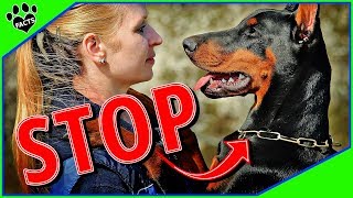 Are You Harming Your Dog Without Realizing It Mistakes to Avoid Dogs 101 [upl. by Eustis]