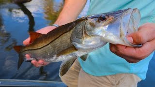 Catching Saltwater Fish In Freshwater River Florida  Jiggin With Jordan [upl. by Garland42]