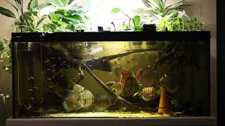 Acquario Wild Discus Altum Rio Inirida F3 e Loricaridi [upl. by Stanwinn25]