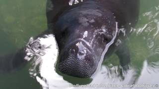 Trichechus inunguis Amazonian Manatee  Manatí amazónico [upl. by Nesrac]