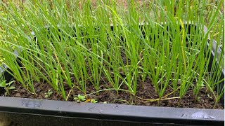 How To Repot Garlic ChiveGrowing Garlic Chive from Cutting [upl. by Lirpa]