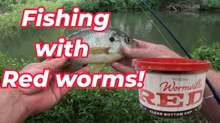 Fishing with red worms how to catch shell cracker redear sunfish [upl. by Grania]