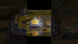 Sounds of European Fire Bellied Toad Bombina Bombina mating call shorts bombina mating [upl. by Ahsiekram]