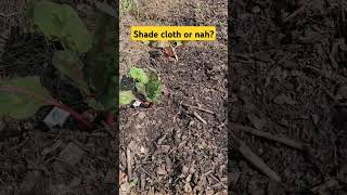 So you use shade cloth in your garden gardening shadecloth farming [upl. by Prior]