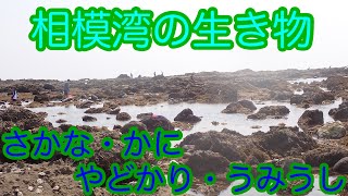 【磯遊び】相模湾のレギュラー達とウミウシ探しのコツ [upl. by Tibbitts]