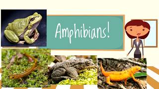 Amphibians for Children  Beginners Classroom Video [upl. by Atokad290]