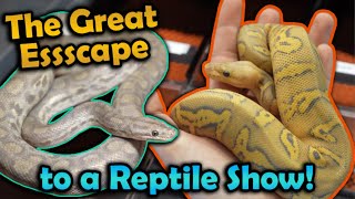 We Ditch Class to go to the Oklahoma City Reptile Show [upl. by Bravar653]