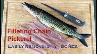 Filleting Nova Scotia Chain Pickerel amp removing Y bones [upl. by Rhyne]