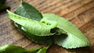 Amphipyra pyramidea caterpillar eating a leaf [upl. by Ashwin438]