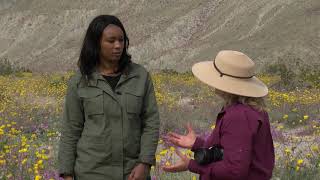 How to Enjoy The AnzaBorrego Super Bloom [upl. by Carlee]