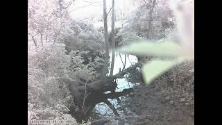 Carrion Crow Exploring the Shore of Stream Caught on Trailcam [upl. by Mohsen600]