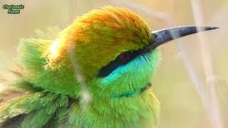 Green Bee Eater Singing  Green Bee Eater Call  Green Bee Eater Sound  Green Bee Eater Song [upl. by Salot]