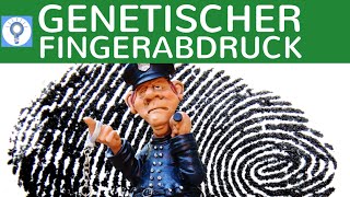 Genetischer Fingerabdruck  RFLPMethode amp STRMethode einfach erklärt  Vorgehensweise  Gentechnik [upl. by Aneekat]