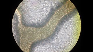 Cytoplasmic Streaming in Physarum Polycephalum [upl. by Eindys922]