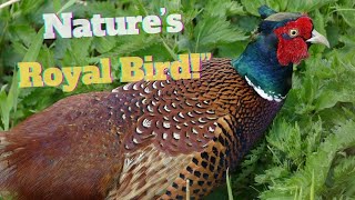 Pheasants The Royalty of the Bird World with Surprising Secrets 🦚👑 [upl. by Nageam]