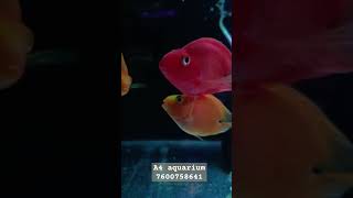 Heart❤ shap parrot fish  aquarium parrotfish fishtank aquascape ahmedabad ytshorts [upl. by Pember]