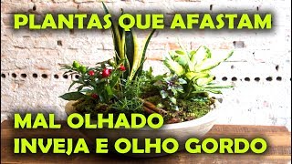 PLANTAS QUE AFASTAM O MAL OLHADO INVEJA OLHO GORDO [upl. by Accebber337]