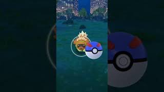 wild shiny zigzagoon pokemon pokemon pokemongo shinyhunting [upl. by Aihsikal286]