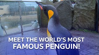 The Worlds Most Famous Penguin  Inside the Zoo  BBC Scotland [upl. by Enilehcim349]