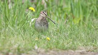 Bécassine de WilsonWilsons Snipe [upl. by Trixie]