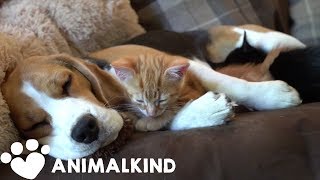 Beagle nurses kittens like theyre her own babies  Animalkind [upl. by Eniawtna]