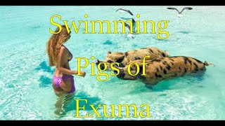 Swimming Pigs of the Exumas [upl. by Aelram]