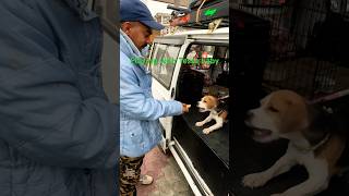 Playing with Tessa baby in All india trip allindiatrip dog doglovers omnimodified vanlife [upl. by Aleet]