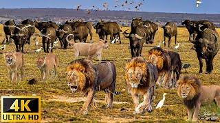 4K African Wildlife Serengeti Park  The Super Amazing African Animals Footage with Real Sounds [upl. by Chaves816]