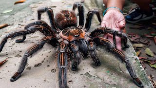 20 Biggest Spiders in the World [upl. by Hunley]