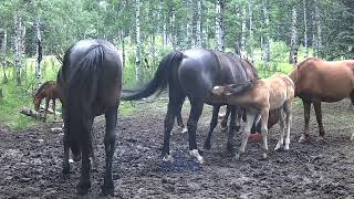 quotMeet Rambo The Brave Wild Stallion of Albertaquot [upl. by Dom]