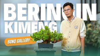 Dari Pohon Liar Menjadi Bonsai Beringin Kimeng Cantik [upl. by Nairot398]