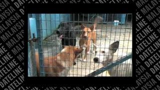 Animal activists speak up [upl. by Columba652]