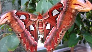 Atlas Moth Worlds Largest Moth [upl. by Honan121]