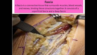 Anatomy for Nursingتمريض1anatomical positiontermsskinfasciaskeletal system [upl. by Weight729]