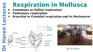 Respiration in Mollusca [upl. by Llemrej]