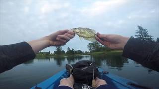 We Caught 30 CRAPPIE at Aumsville Ponds [upl. by Ocirred]