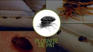 Dezinsectie Plosnite produse impotriva plosnitelor [upl. by Acinonrev]